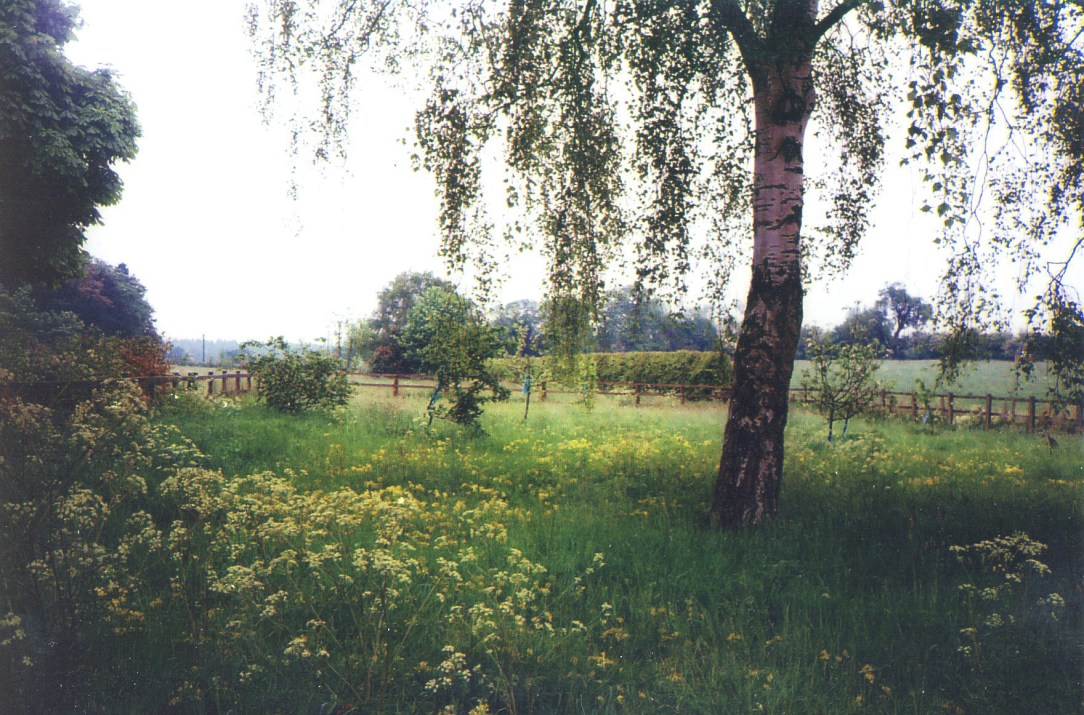 wildflowermeadow2